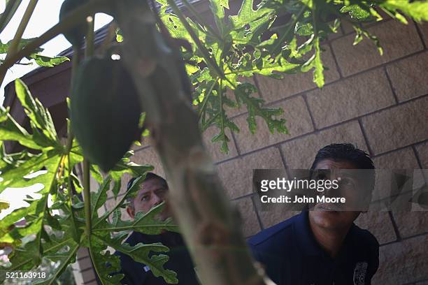 Environmental health specialists Gerardo Valdez , and Aaron Salazar check for mosquitos outside a home on April 14, 2016 in McAllen, Texas. City...