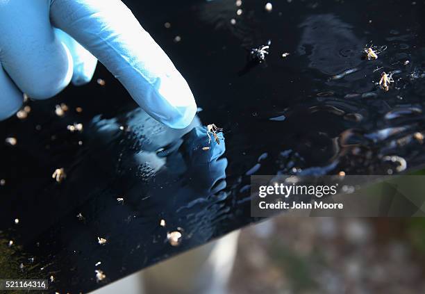 Environmental health specialist Aaron Salazar points out an aegypti mosquito caught on a "mosquito trap" on April 14, 2016 in McAllen, Texas. City...