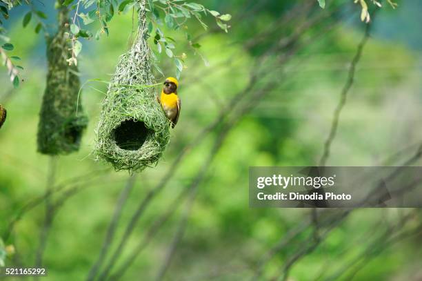 baya weaver flying for nesting, india - weaver bird stock pictures, royalty-free photos & images