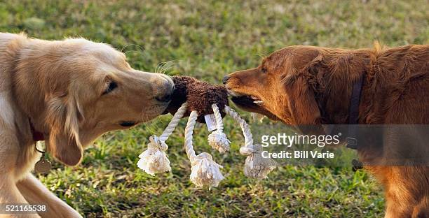 two dogs tugging on toy - dog's toy stockfoto's en -beelden