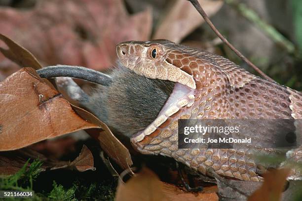 snake eating a mouse - white footed mouse stockfoto's en -beelden