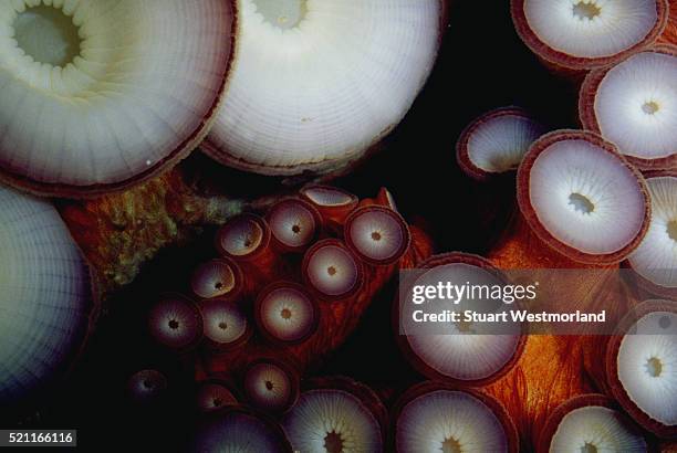 octopus tentacles - ventosa tentacolare foto e immagini stock
