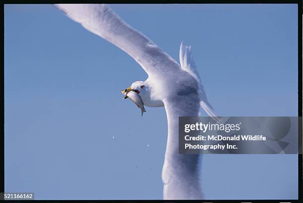 herring gull carrying a fish - herring gull stock pictures, royalty-free photos & images