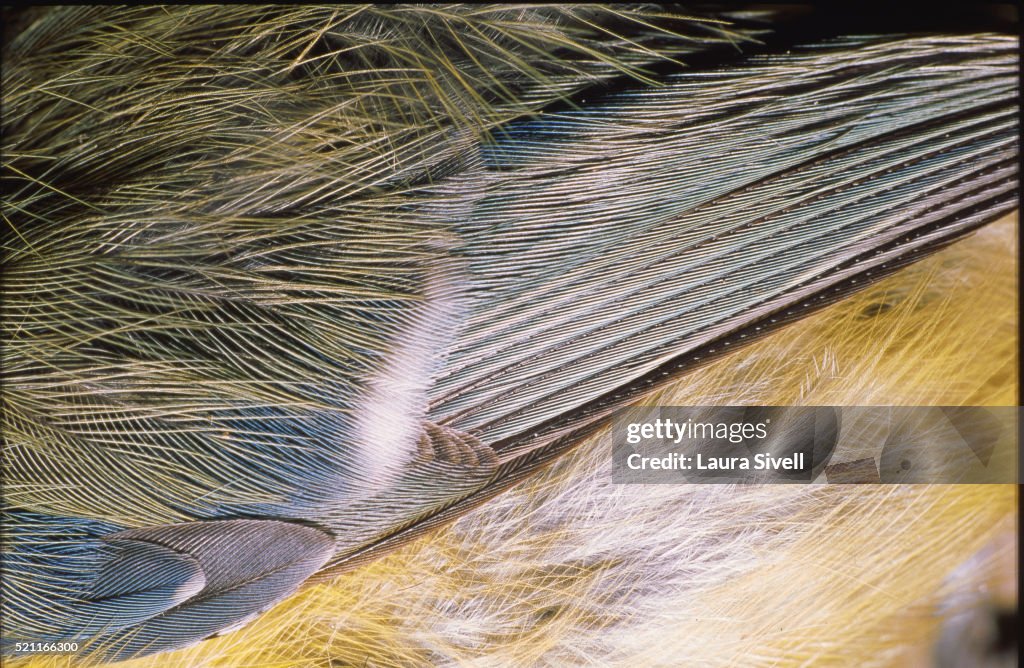 Blue Tit's Wing Feathers