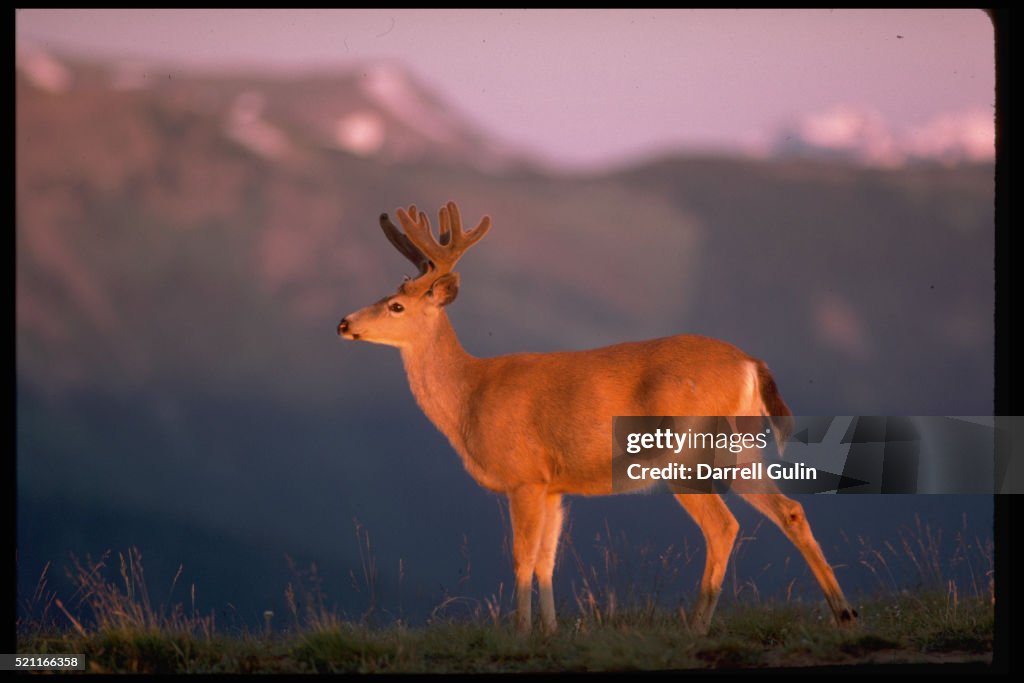 Black-Tail Buck