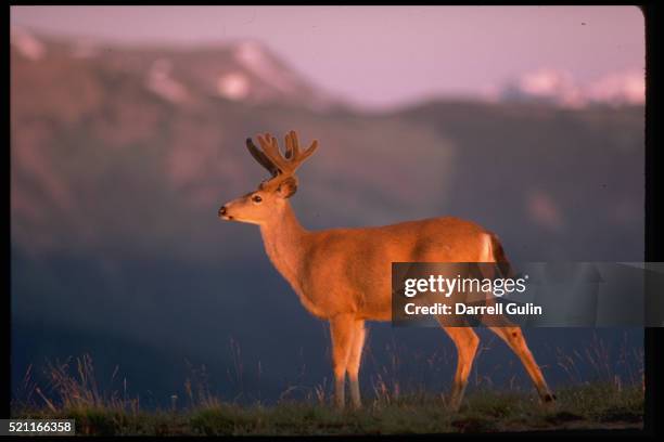 Blacktail Buck, Foto de stock