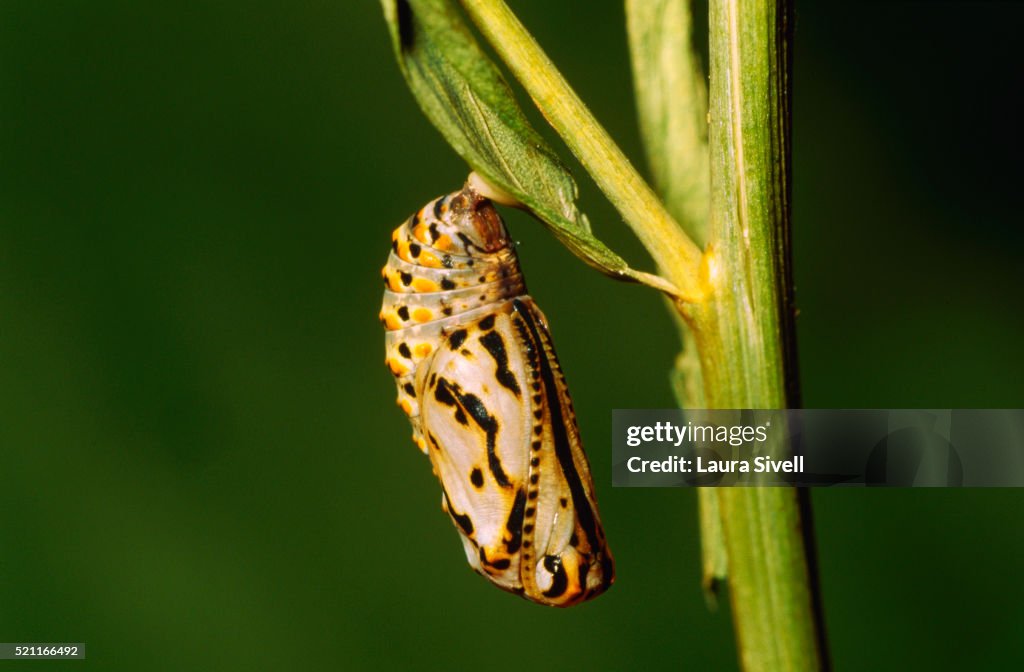 Marsh Frittilary Pupa