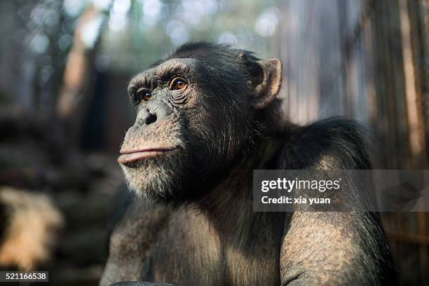 chimpanzee (pan troglodytes) - zoo cage stock pictures, royalty-free photos & images