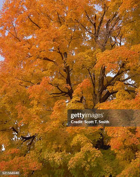 norway maple in autumn - acer platanoides stock-fotos und bilder