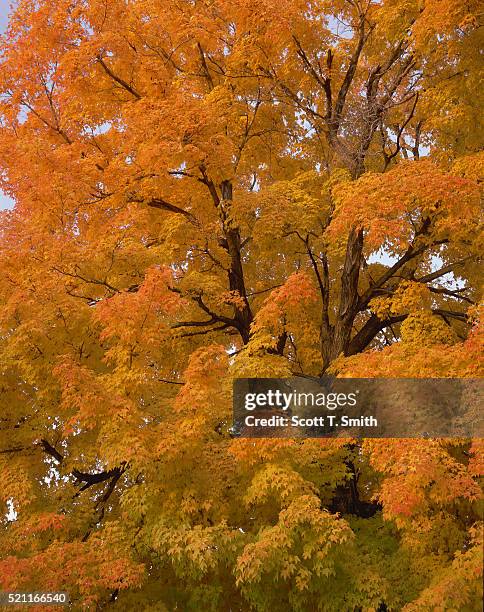 norway maple in autumn - norway maple stockfoto's en -beelden