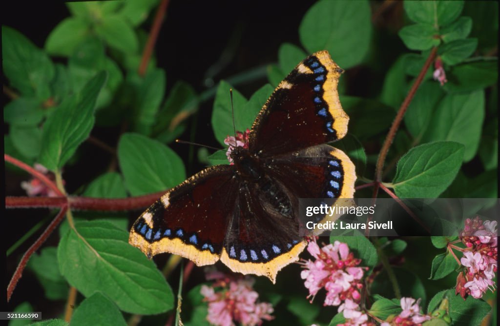 Camberwell Beauty Butterfly