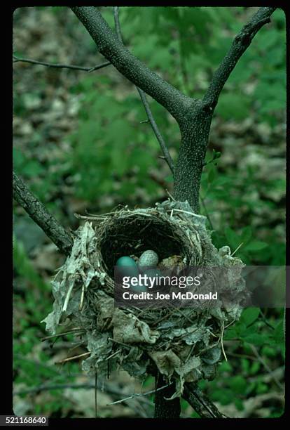 wood thrush eggs in nest - delaware water gap stock pictures, royalty-free photos & images