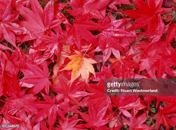 yellow leaf on bed of crimson japanese maple leaves - washington park arboretum foto e immagini stock