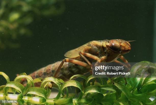 dragonfly larvae - robert grubb stock pictures, royalty-free photos & images