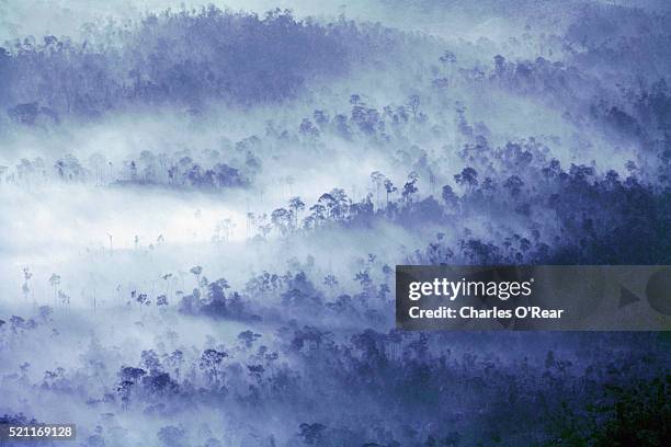 fog hanging over rainforest - borneo rainforest stock pictures, royalty-free photos & images