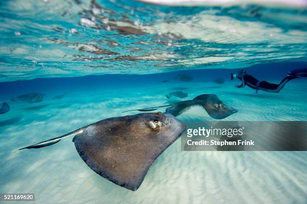 southern stingrays glide over the sand - grand cayman islands foto e immagini stock