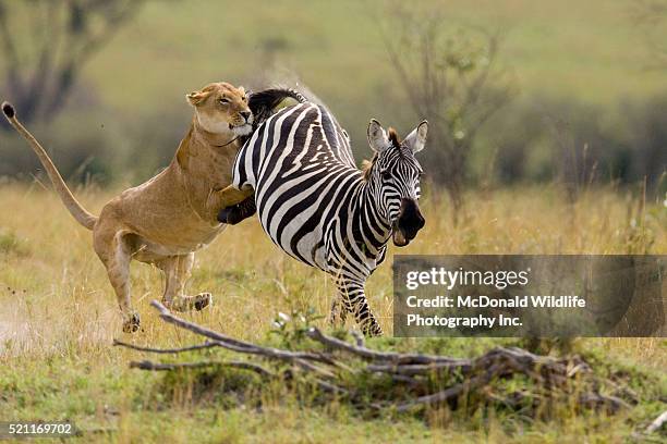lioness killing zebra - animals hunting stock pictures, royalty-free photos & images