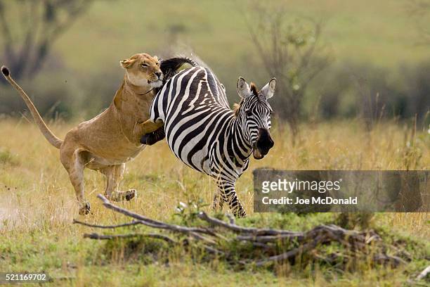 lioness killing zebra - animals hunting - fotografias e filmes do acervo