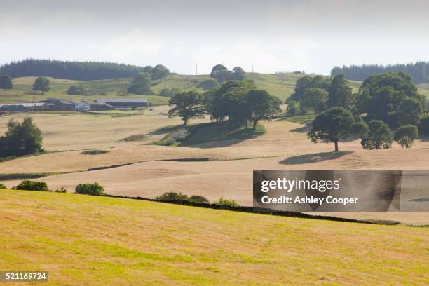 fields drying out in the summer 2010 drought near hawkshead, lake district - north west england stock pictures, royalty-free photos & images