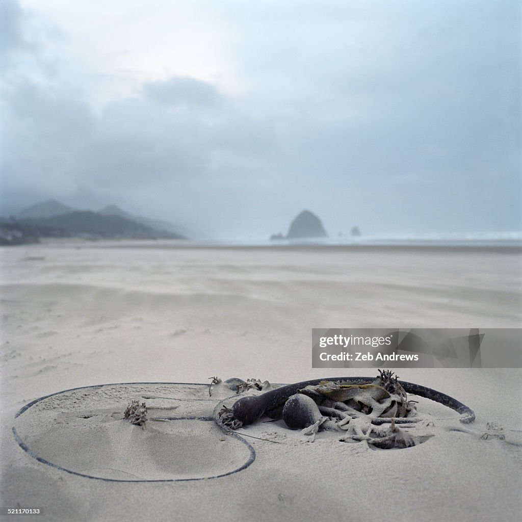 Sea kelp on a sandy beach