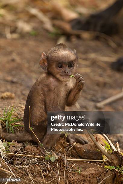 hanuman langur monkey baby - leaf monkey stock pictures, royalty-free photos & images