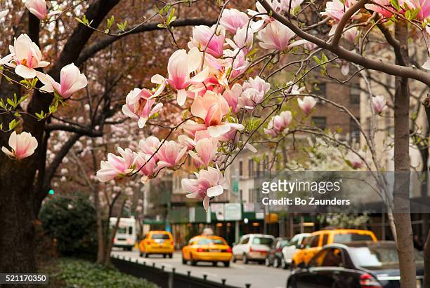 spring blossoms - park avenue manhattan fotografías e imágenes de stock