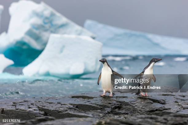 two adelie penguins - insel south orkney island stock-fotos und bilder