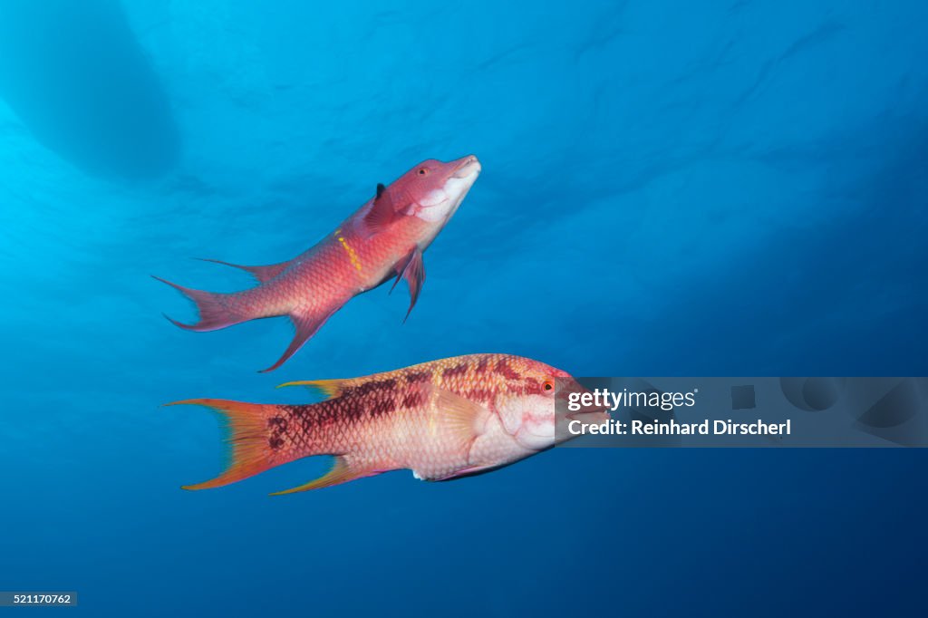 Mexican Hogfish (Bodianus diplotaenia)