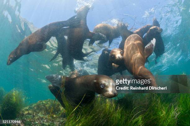 california sea lion, cedros island - sea lion stock pictures, royalty-free photos & images