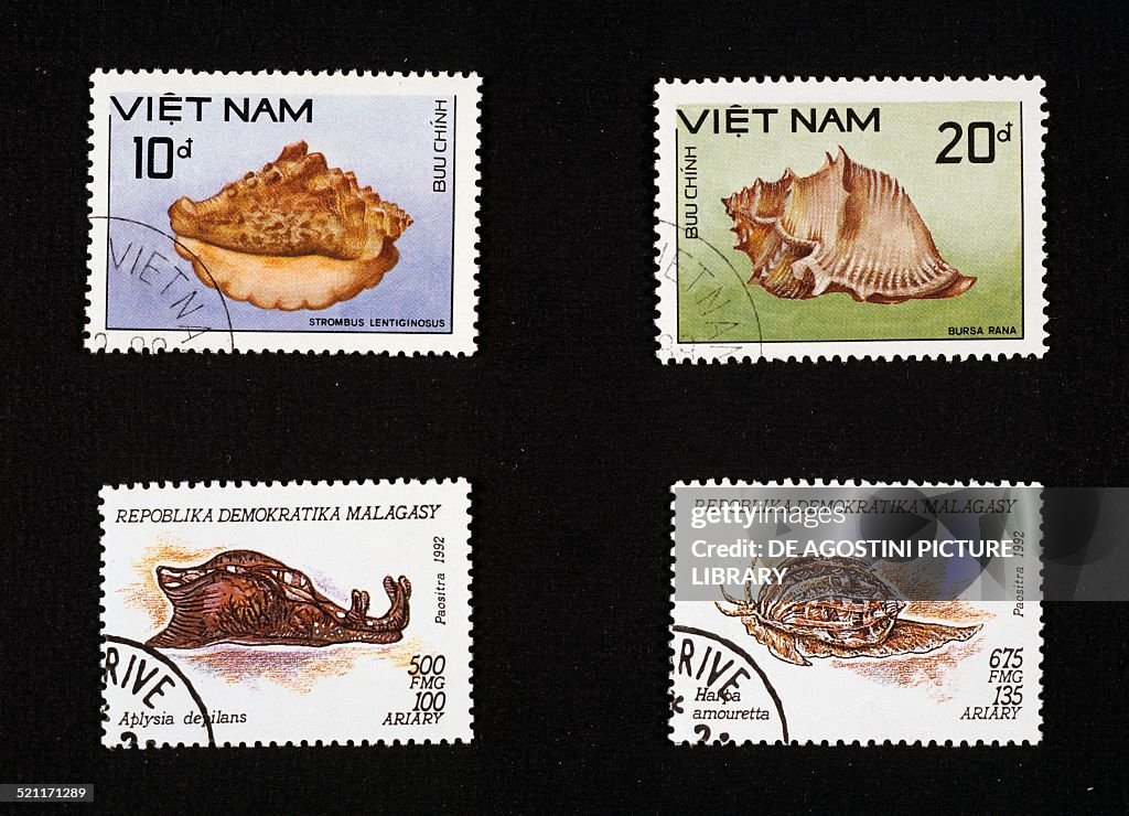 Stamps depicting shells Strombus lentiginosus