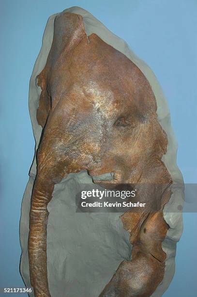 frozen baby woolly mammoth carcass found in alaska - woolly mammoth stock pictures, royalty-free photos & images