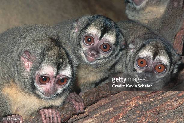 night monkeys - cebidae stock pictures, royalty-free photos & images