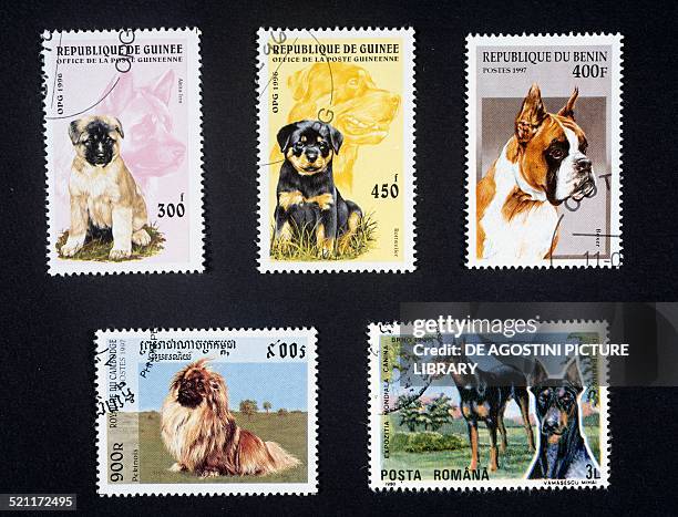 Guinea Rottweilers 121 Purebred Stamp Stock Photos, High-Res Pictures, and Images - Getty ...
