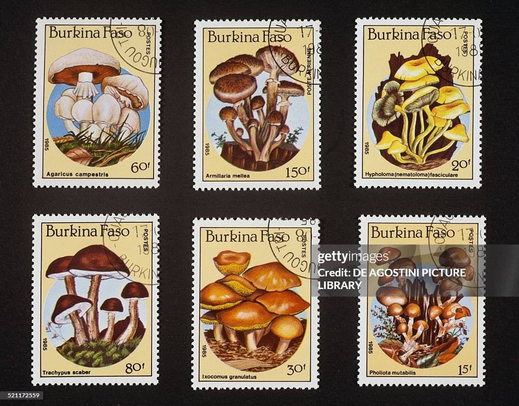 Postage stamps from Mushroom series