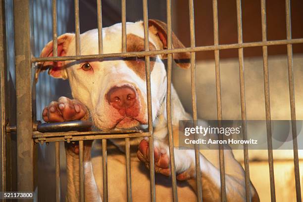 pit bull in an animal shelter - animal shelter stock pictures, royalty-free photos & images