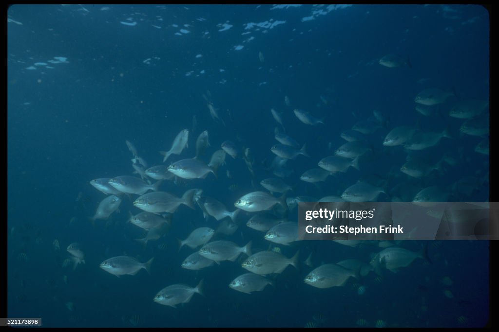 Bermuda Chub