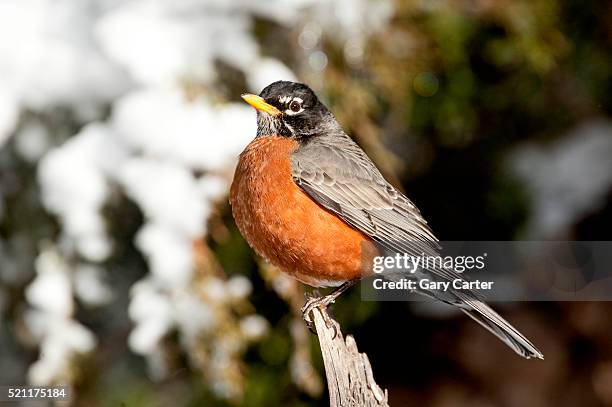 american robin - robin 個照片及圖片檔