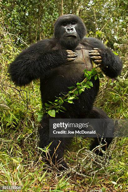 mountain_gorilla_4200_joe - gorilla stock pictures, royalty-free photos & images