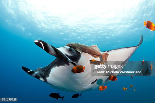 giant manta and remora - remora fish stock pictures, royalty-free photos & images