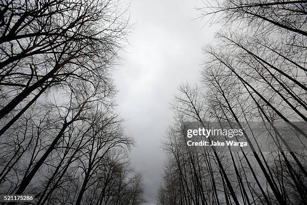 winter trees and clouds - ominous stock pictures, royalty-free photos & images