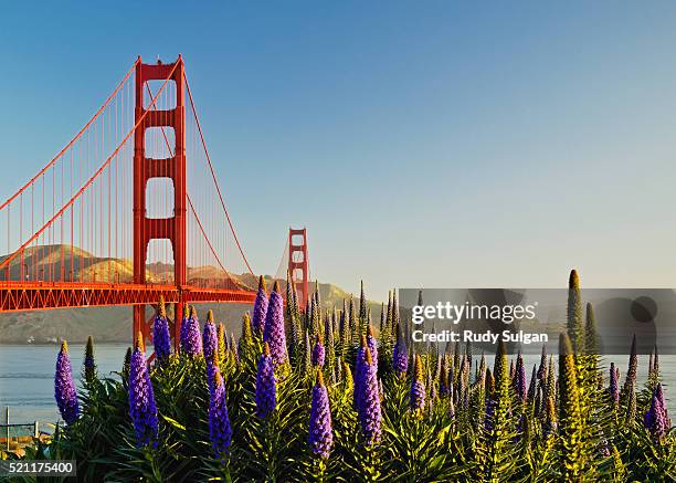 golden gate bridge - northern-california-wildflowers stock pictures, royalty-free photos & images
