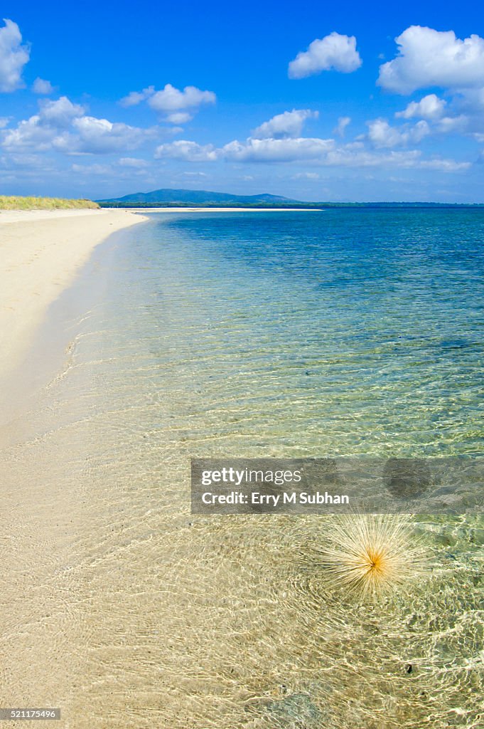 Thistle on white sandy beach