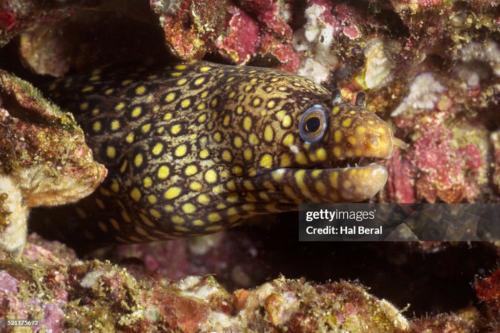 Jewel Moray Eel