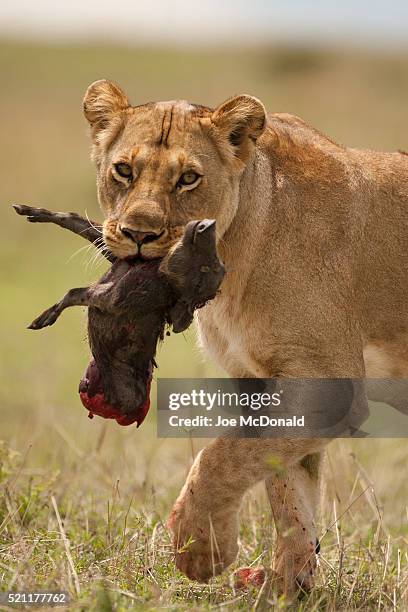 african lioness with warthog baby kill in the masai mara - leon fotografías e imágenes de stock