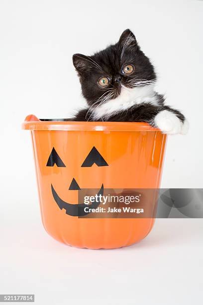 kitten in a halloween candy bucket - pumpkin cats fotografías e imágenes de stock