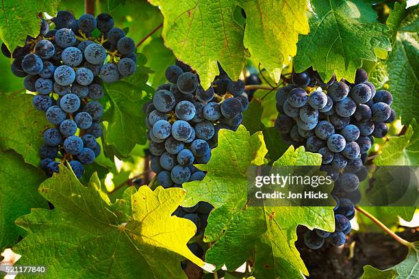 grapes growing in napa valley - grapes on vine stock pictures, royalty-free photos & images