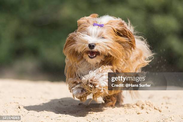 fast red havanese on yellow sand - havanese stock pictures, royalty-free photos & images