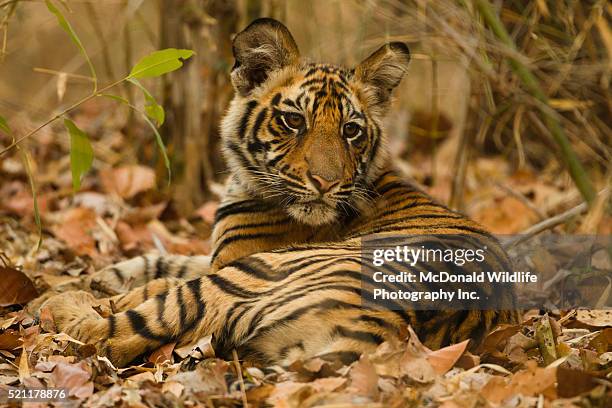 bengal tiger cub in forest - tiger cub stock pictures, royalty-free photos & images