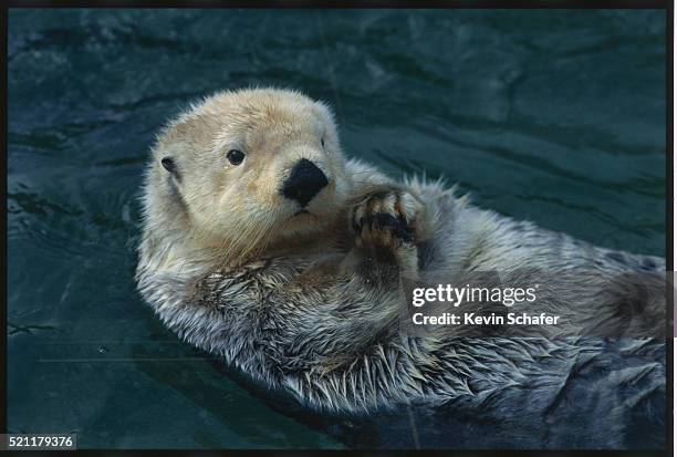 sea otter floating on back - sea otter 個照片及圖片檔