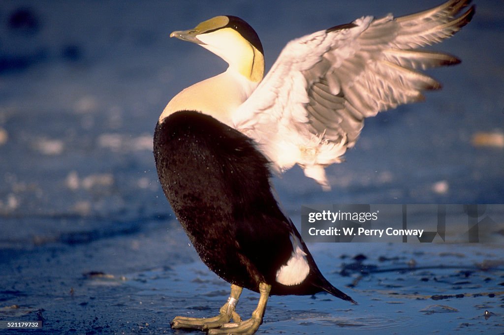 Common Eider